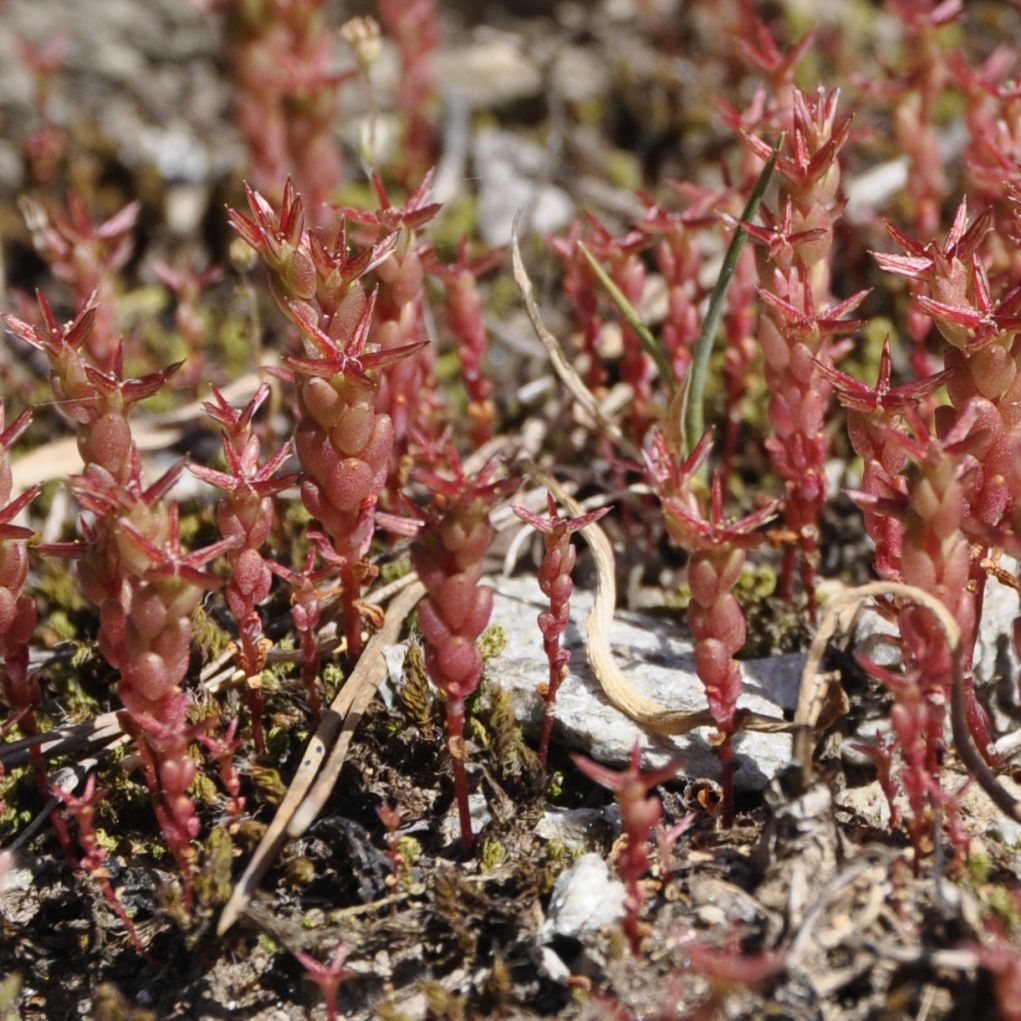 Image of Sedum cespitosum specimen.