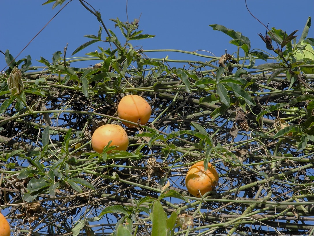 Image of Passiflora caerulea specimen.