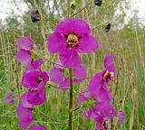 Verbascum phoeniceum. Часть соцветия. Краснодарский край, Темрюкский р-н, склон горы Дубовый Рынок. 07.05.2017.