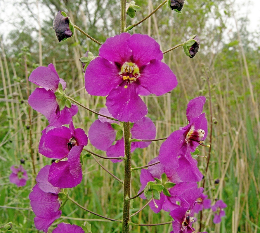 Image of Verbascum phoeniceum specimen.