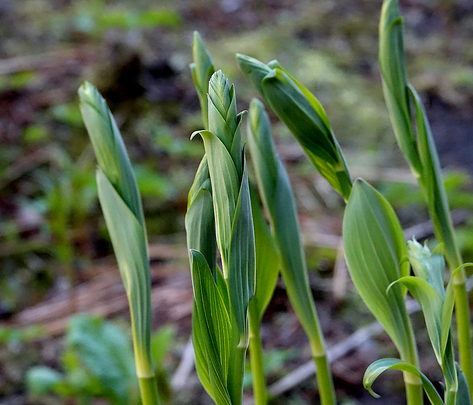 Image of Polygonatum multiflorum specimen.