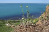 Sisymbrium orientale. Цветущие и плодоносящие растения на кромке обрыва. Краснодарский край, Темрюкский р-н, мыс Железный Рог, обрывистый глинистый приморский склон. 29.04.2017.