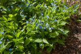Omphalodes verna