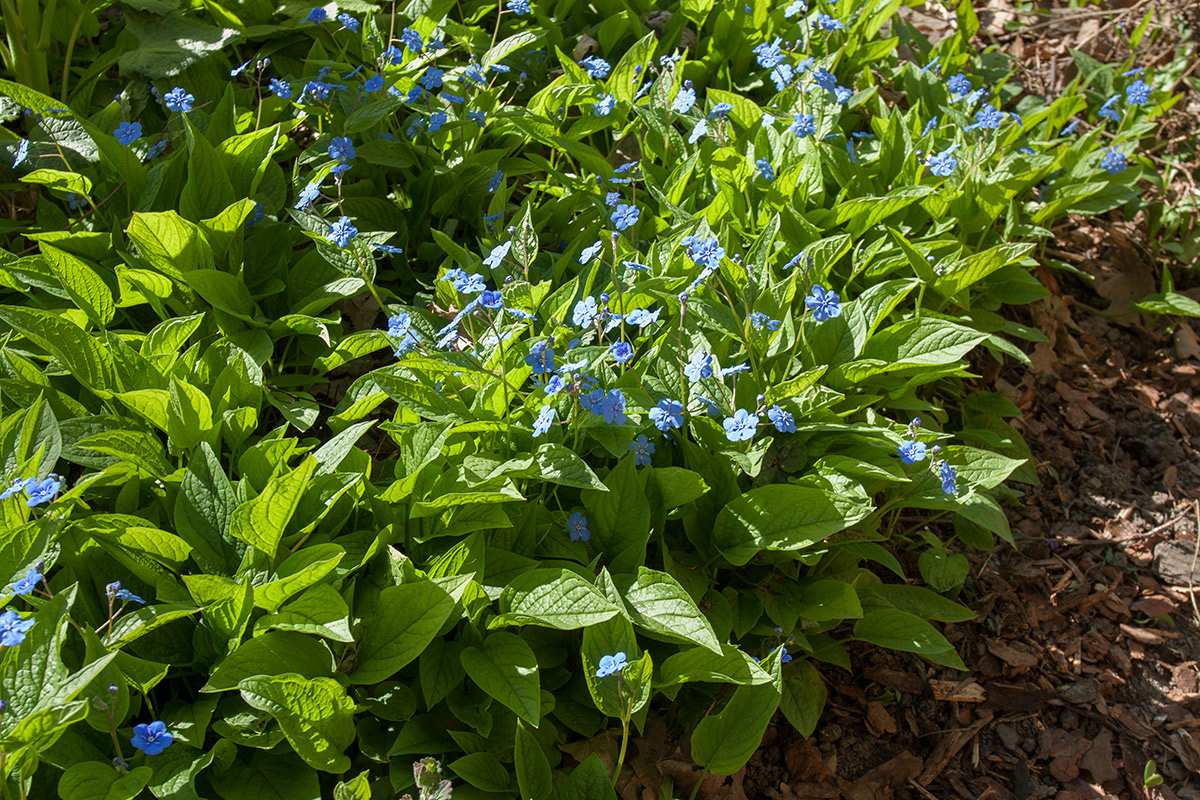 Изображение особи Omphalodes verna.