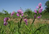 Polygala major. Верхушки побегов с соцветиями. Краснодарский край, Крымский р-н, окр. хут. Гапоновский, большая поляна среди широколиственного леса, зарастающая молодыми деревьями и кустарниками. 01.05.2017.