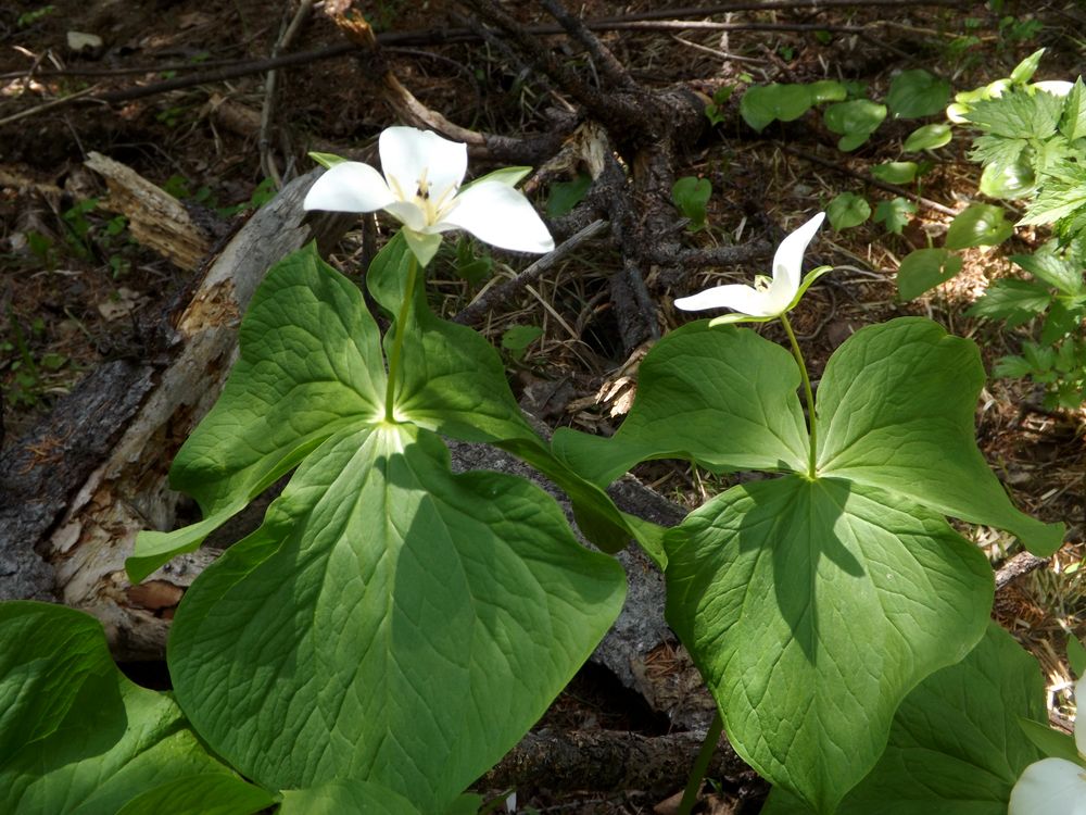 Image of Trillium camschatcense specimen.