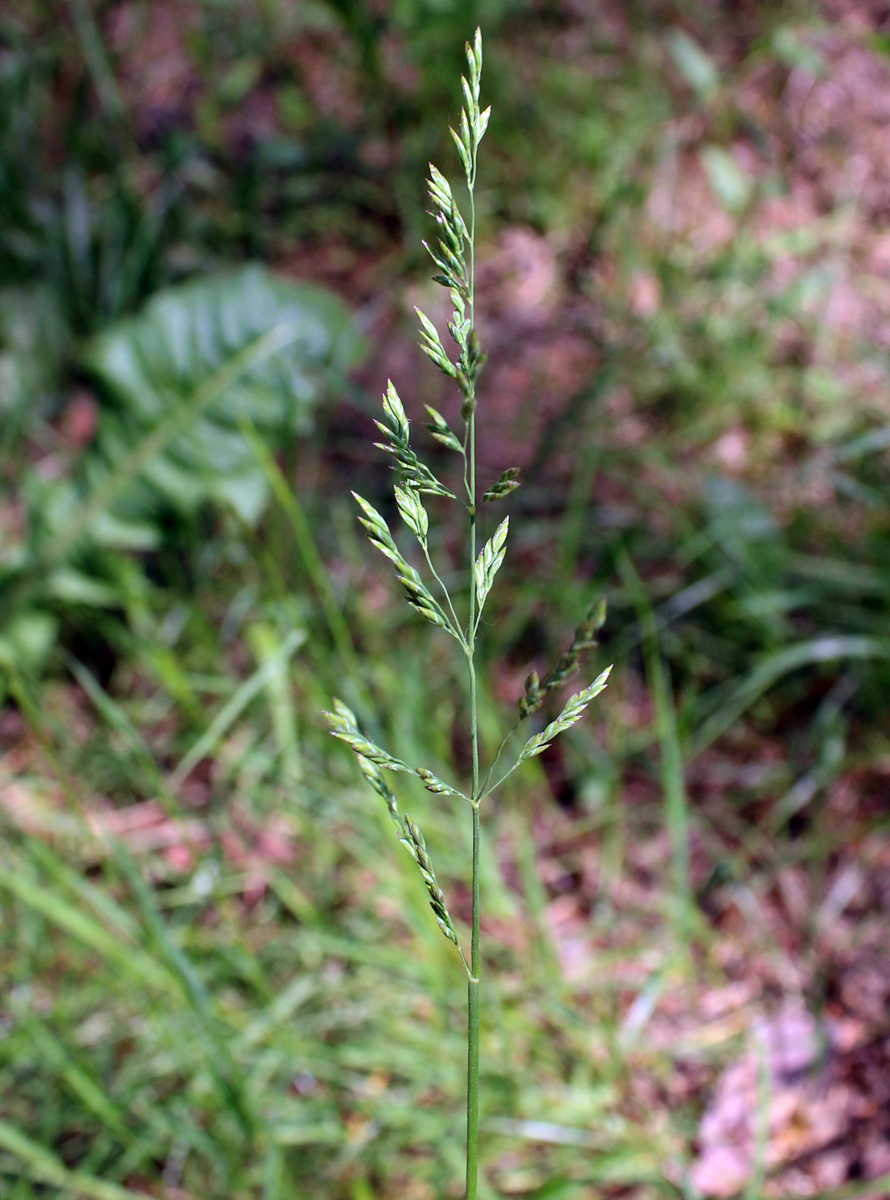 Image of Poa compressa specimen.