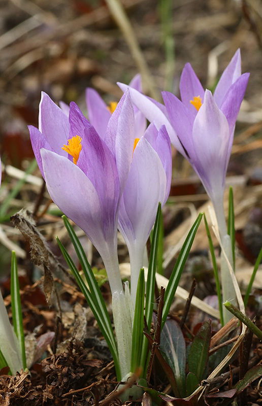 Изображение особи род Crocus.