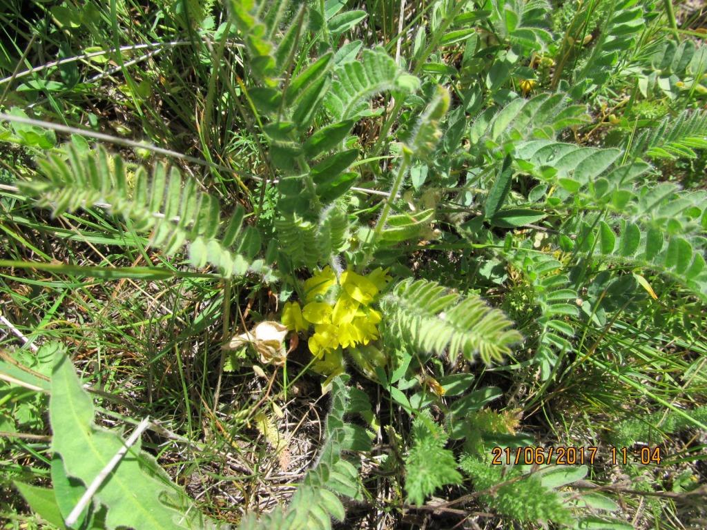 Изображение особи Astragalus angustiflorus.