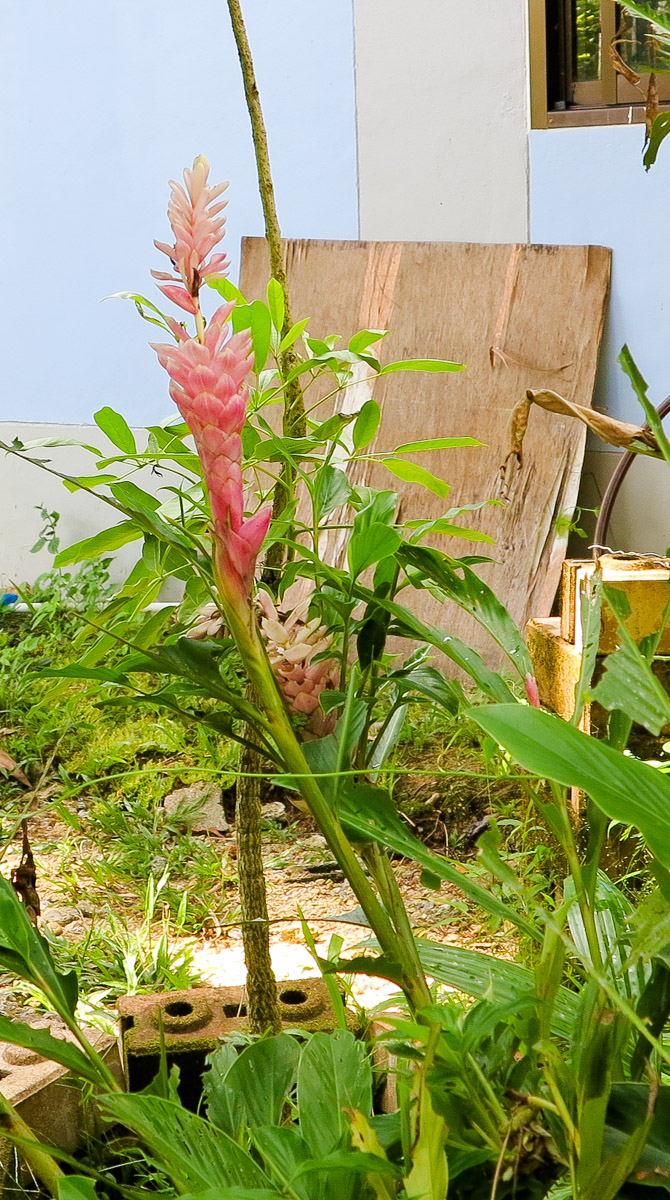 Image of Alpinia purpurata specimen.