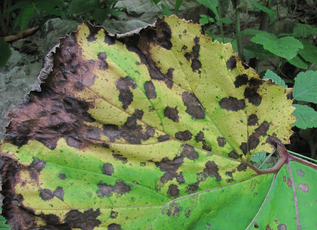 Image of Petasites hybridus specimen.