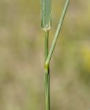 Phleum nodosum