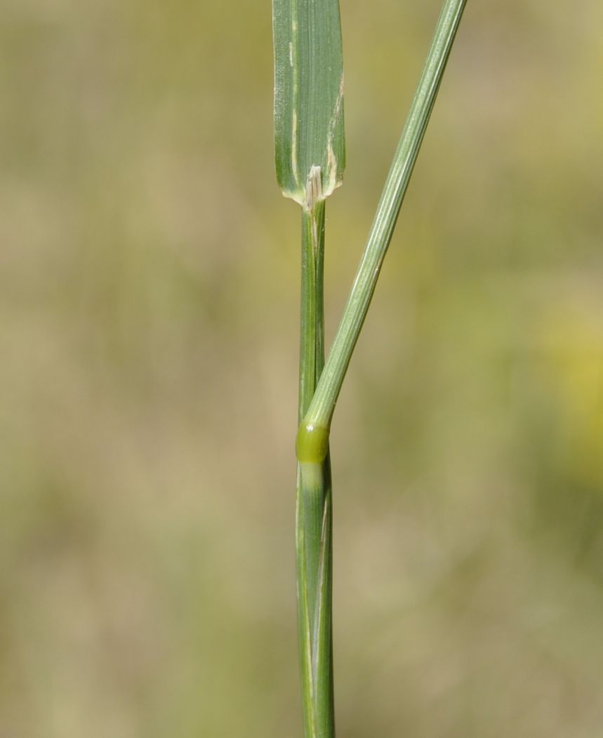 Изображение особи Phleum nodosum.