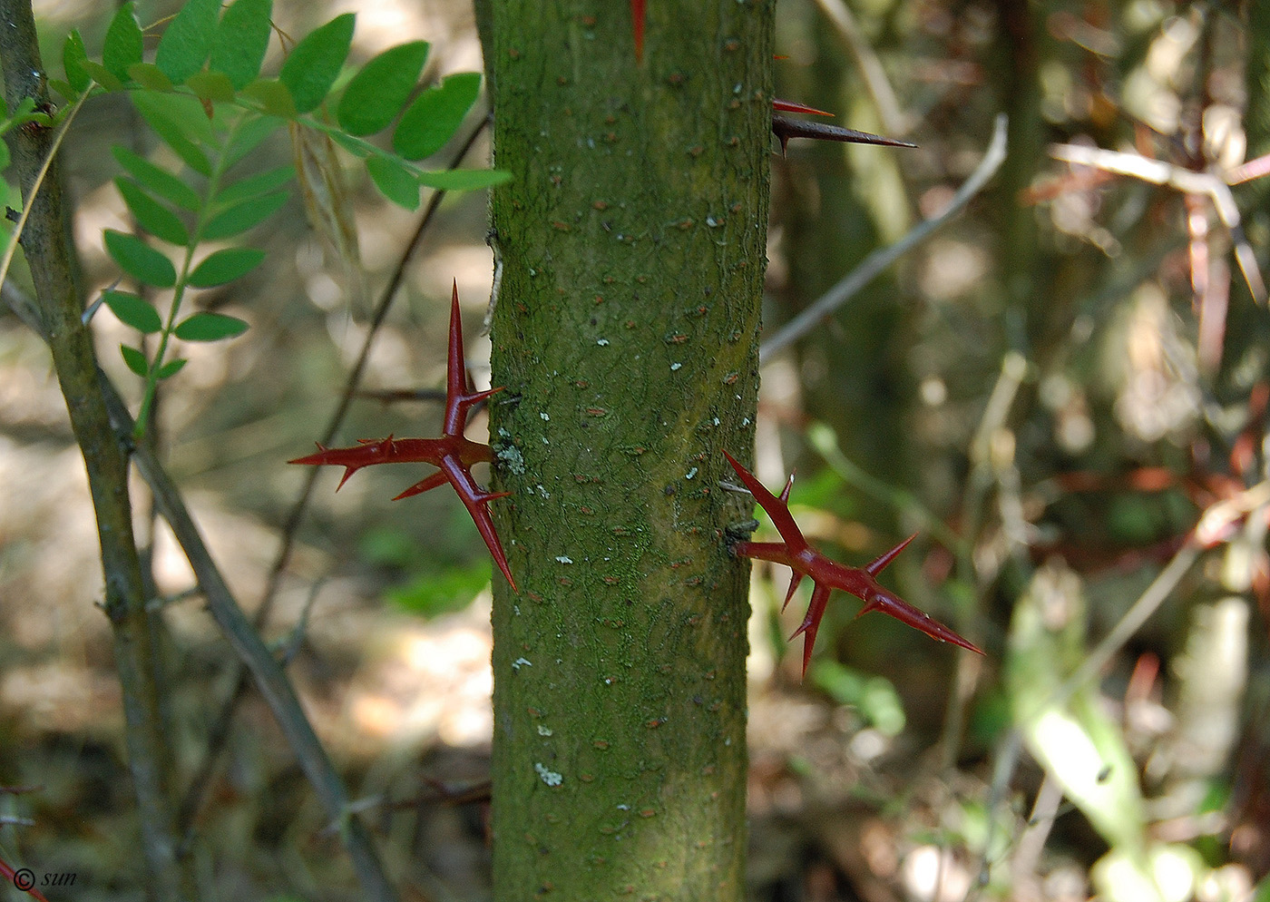 Изображение особи Gleditsia triacanthos.