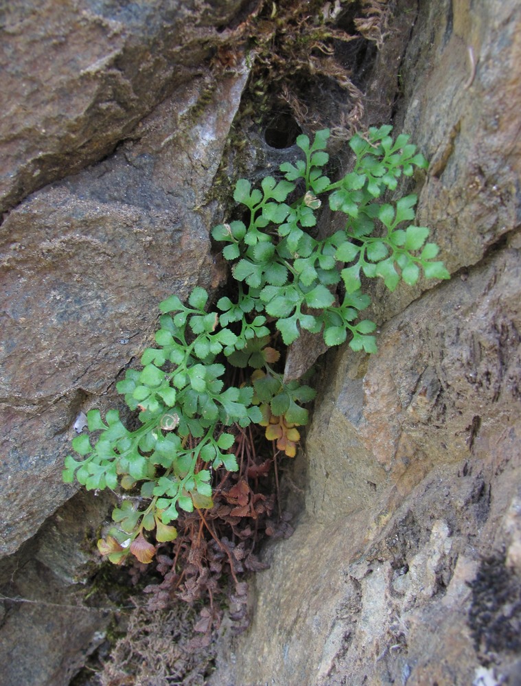 Изображение особи Asplenium ruta-muraria.