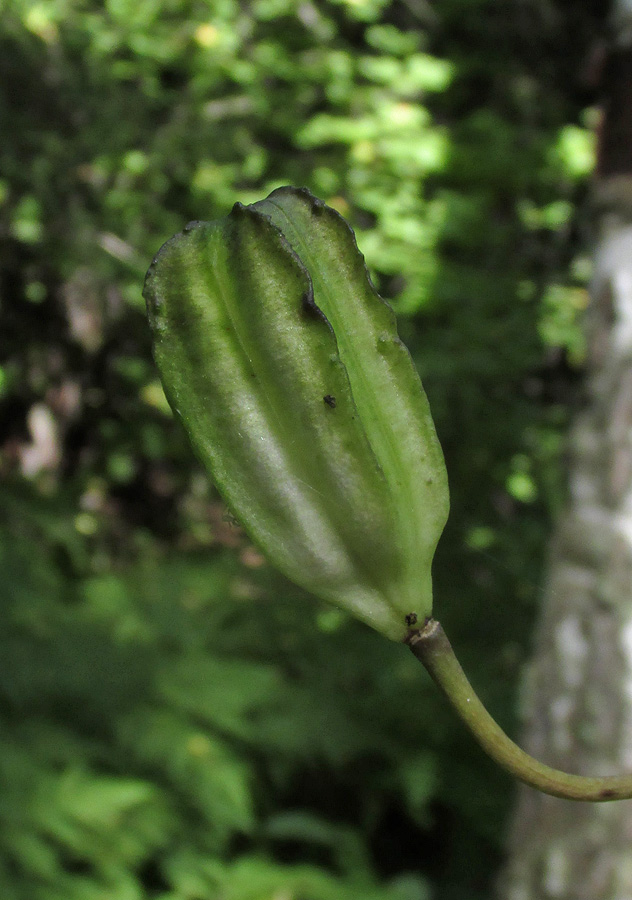 Image of Lilium pilosiusculum specimen.