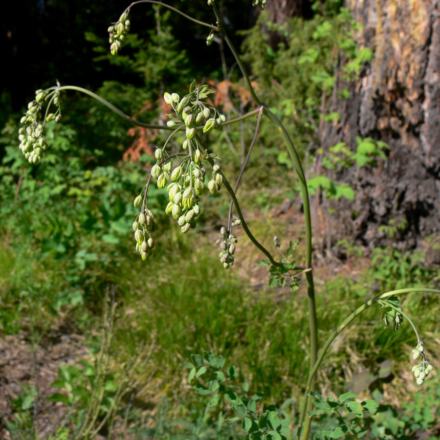 Image of Thalictrum minus specimen.