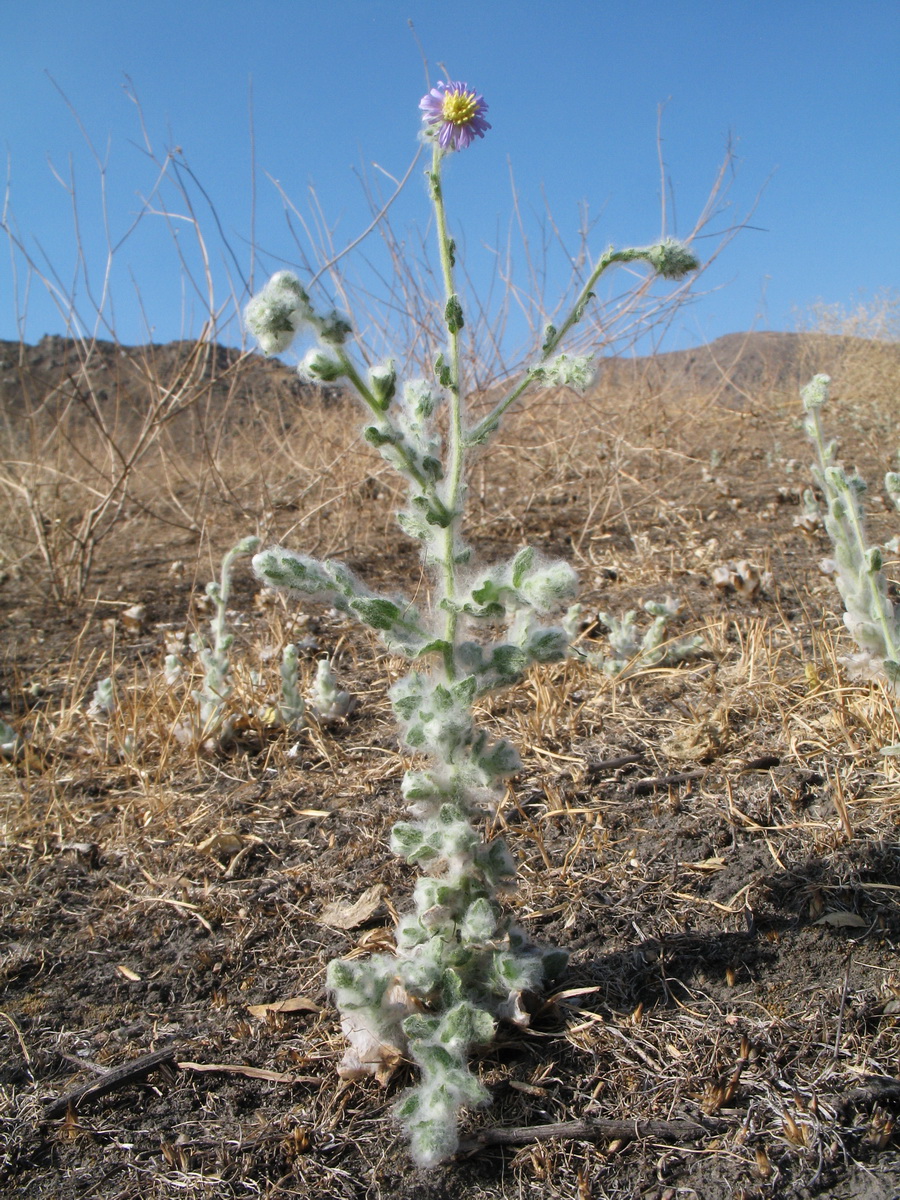 Изображение особи Lachnophyllum gossypinum.