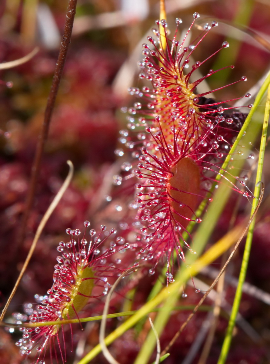 Изображение особи Drosera &times; obovata.