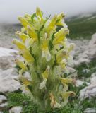 Pedicularis condensata. Соцветие. Адыгея, Кавказский биосферный заповедник, Фишт-Оштенский массив, юго-восточный склон горы, выс. ≈ 2300 м н.у.м., каменистая осыпь. 13.08.2016.