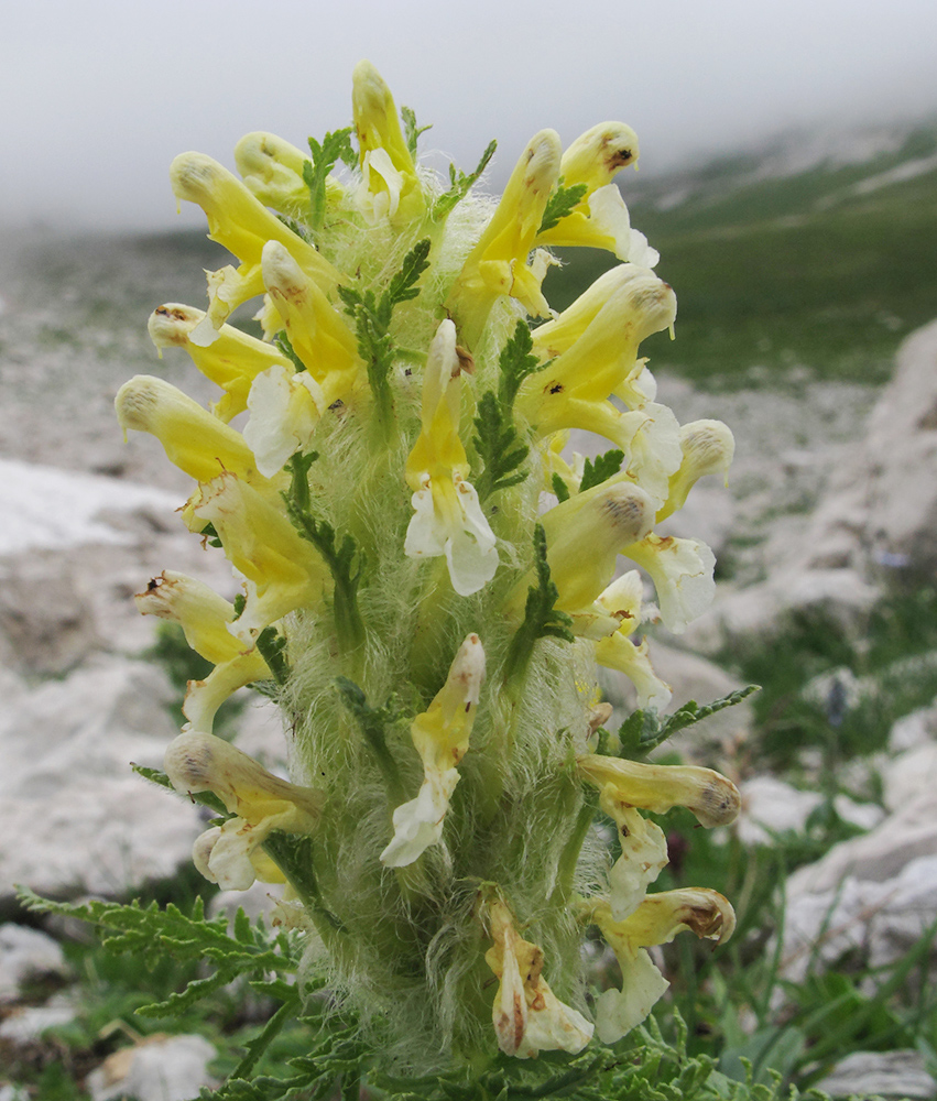 Изображение особи Pedicularis condensata.