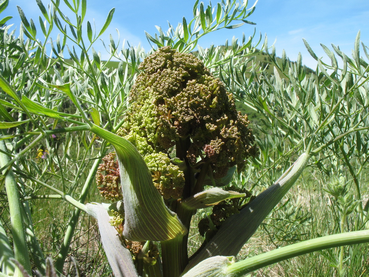 Image of Ferula penninervis specimen.