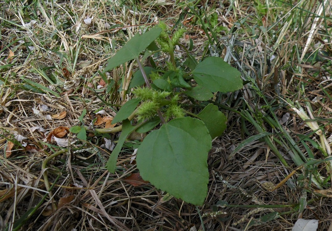 Image of genus Xanthium specimen.