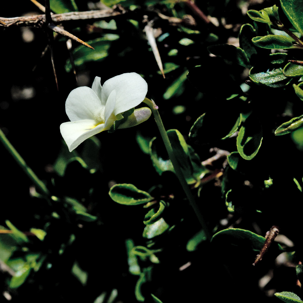 Изображение особи Viola fragrans.