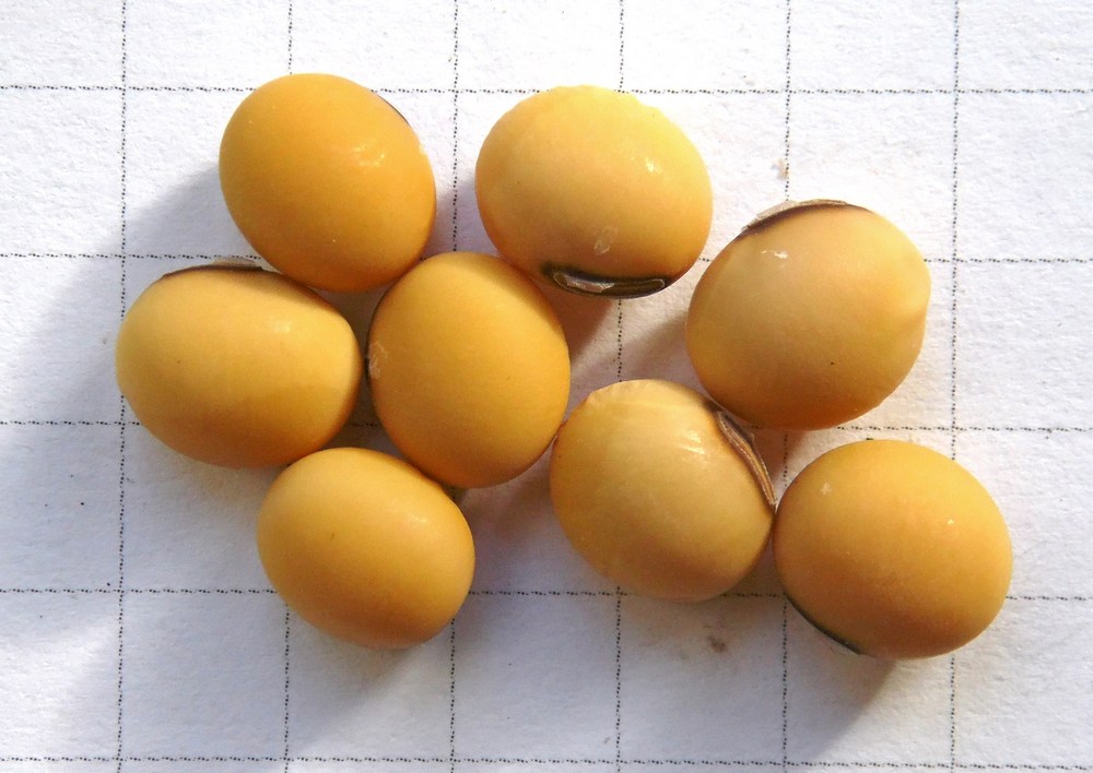 Image of Glycine max specimen.