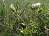 Dichodon viscidum. Цветущее и плодоносящее растение. Крым, Керченский п-ов, степь в окр. с. Бондаренково. 1 мая 2010 г.