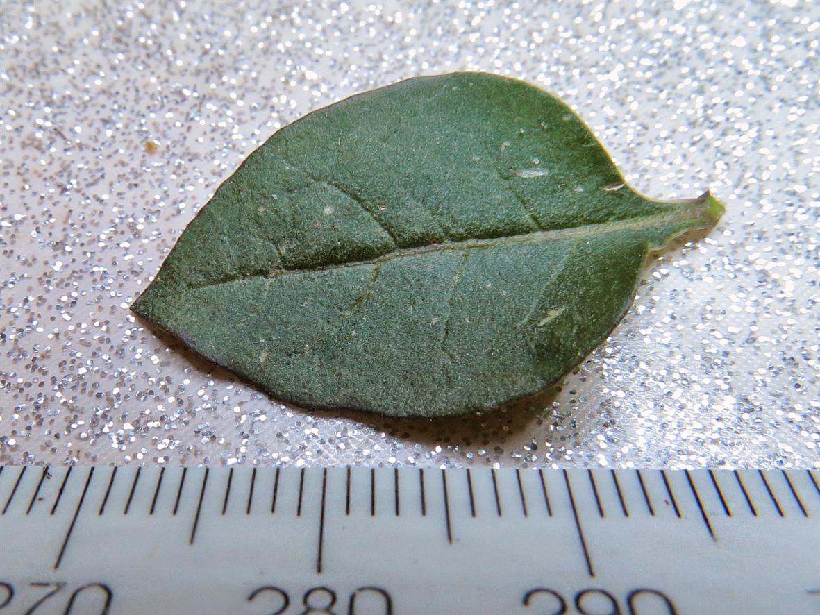 Image of Lycium chinense specimen.
