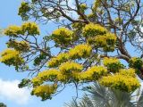 Delonix floribunda. Ветви с соцветиями. Австралия, г. Брисбен, ботанический сад. 05.11.2017.