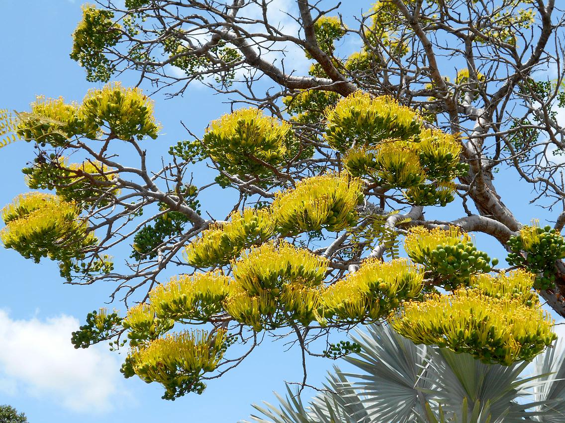 Image of Delonix floribunda specimen.