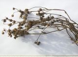 Image of taxon representative. Author is Сергей Банкетов