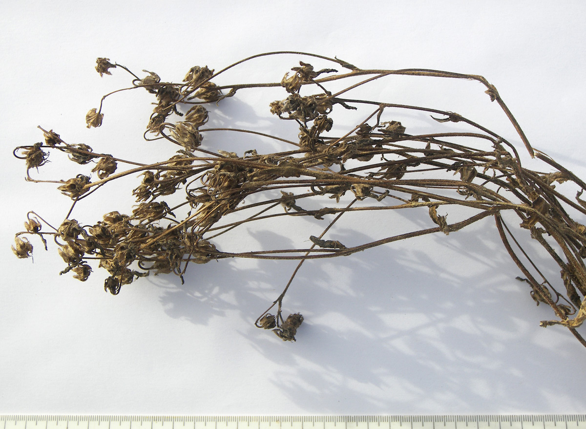 Image of Campanula hohenackeri specimen.