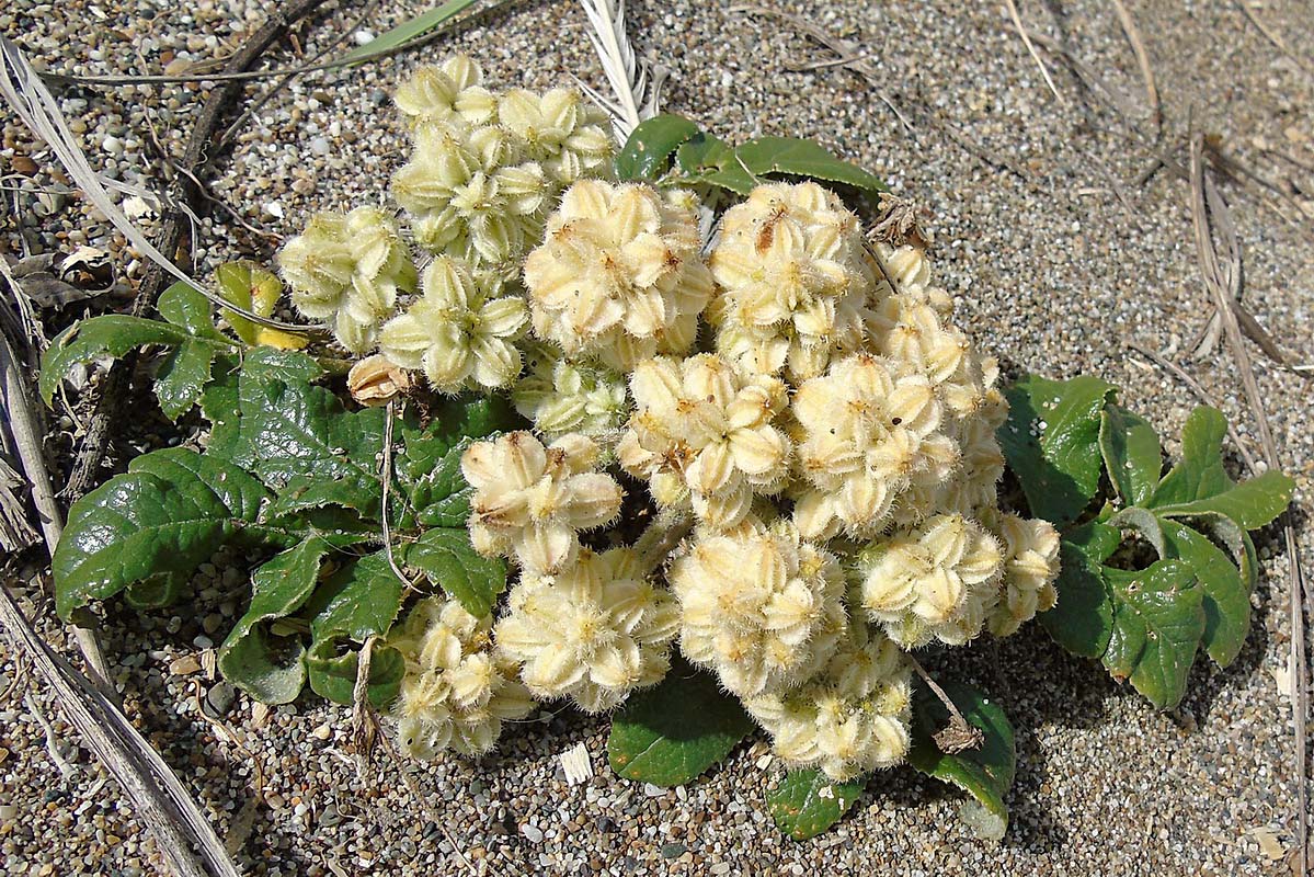 Изображение особи Glehnia litoralis.