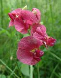 Lathyrus miniatus