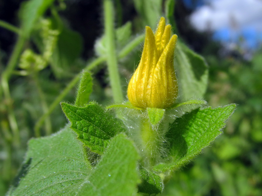 Изображение особи Thladiantha dubia.