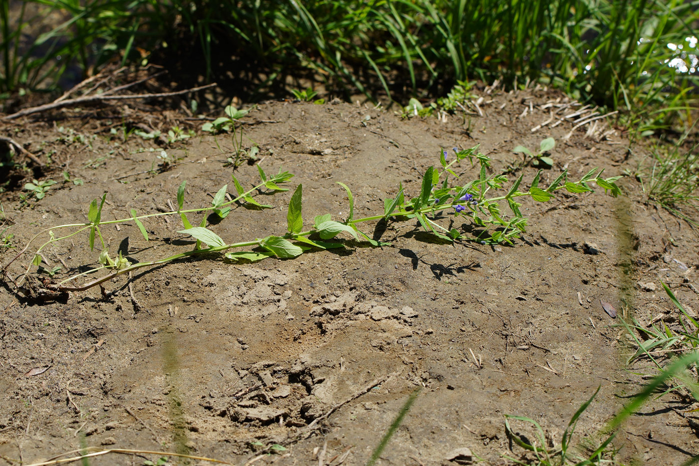 Image of Scutellaria galericulata specimen.