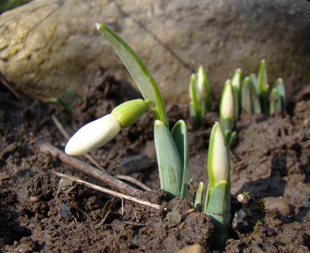 Изображение особи Galanthus alpinus.