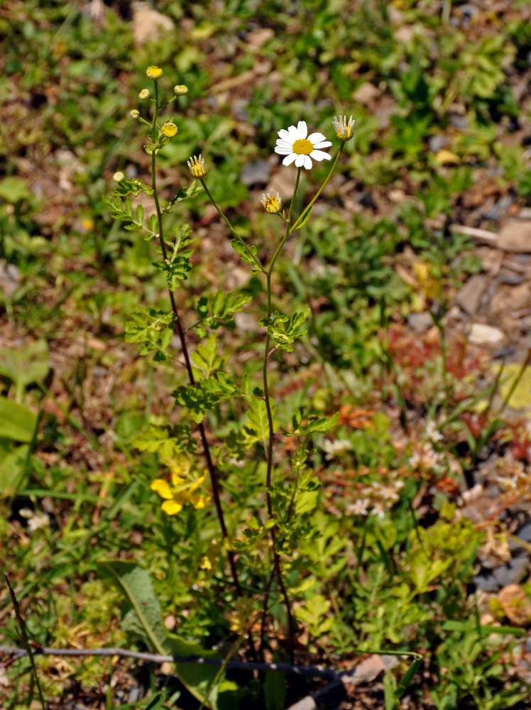 Изображение особи Pyrethrum parthenifolium.