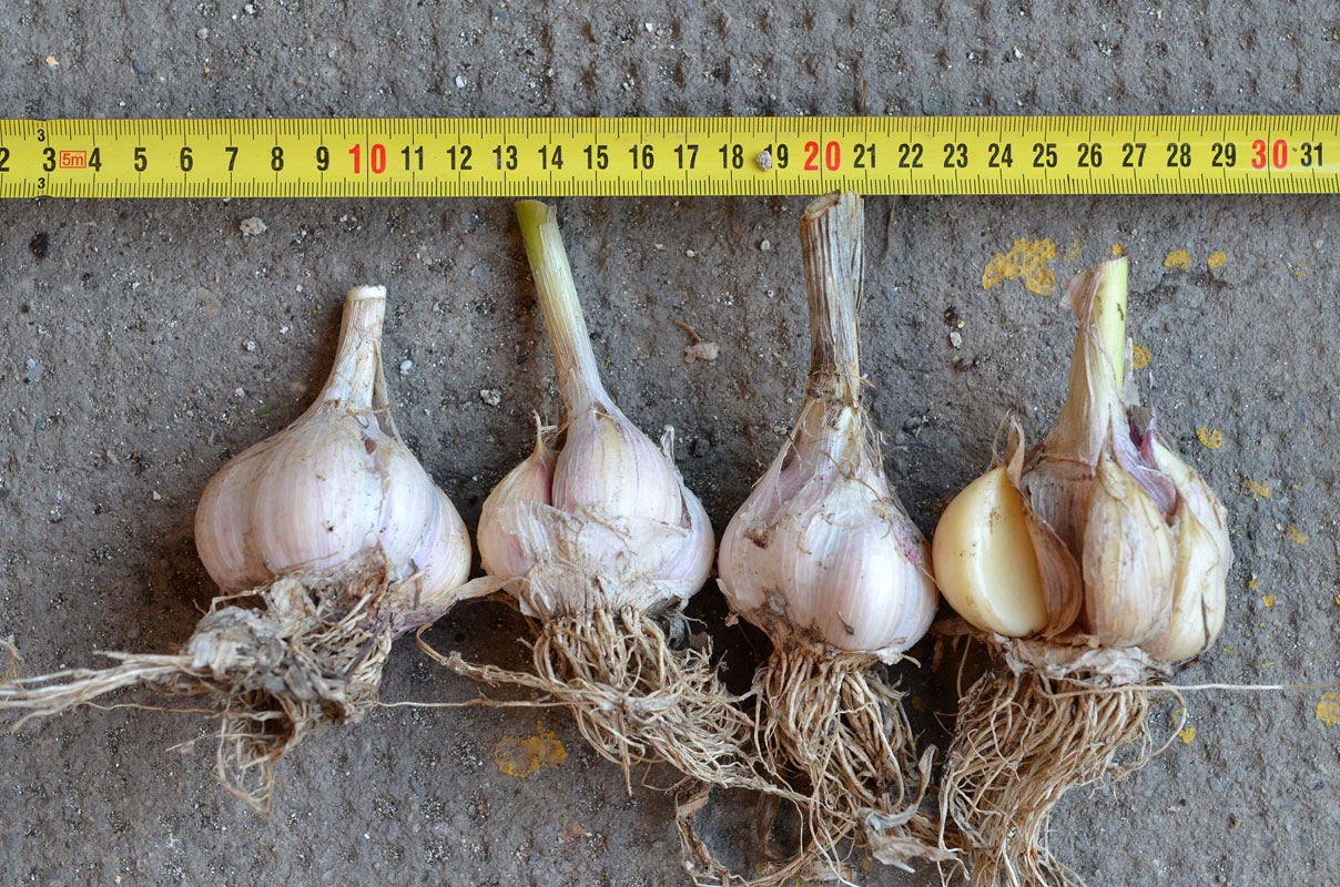 Image of Allium longicuspis specimen.