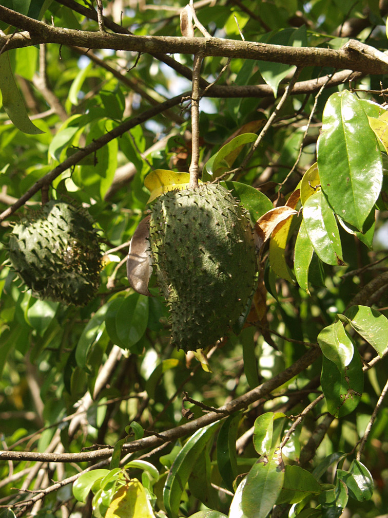 Image of Annona muricata specimen.