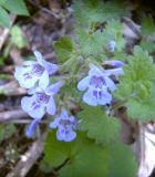 Glechoma hederacea