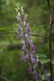 Aconitum septentrionale. Часть соцветия. Костромская обл., Судиславский р-н, окр. ст. Меза, окраина низинного болота в пойме р. Дунайка, левого притока р. Меза. 04.07.2017.