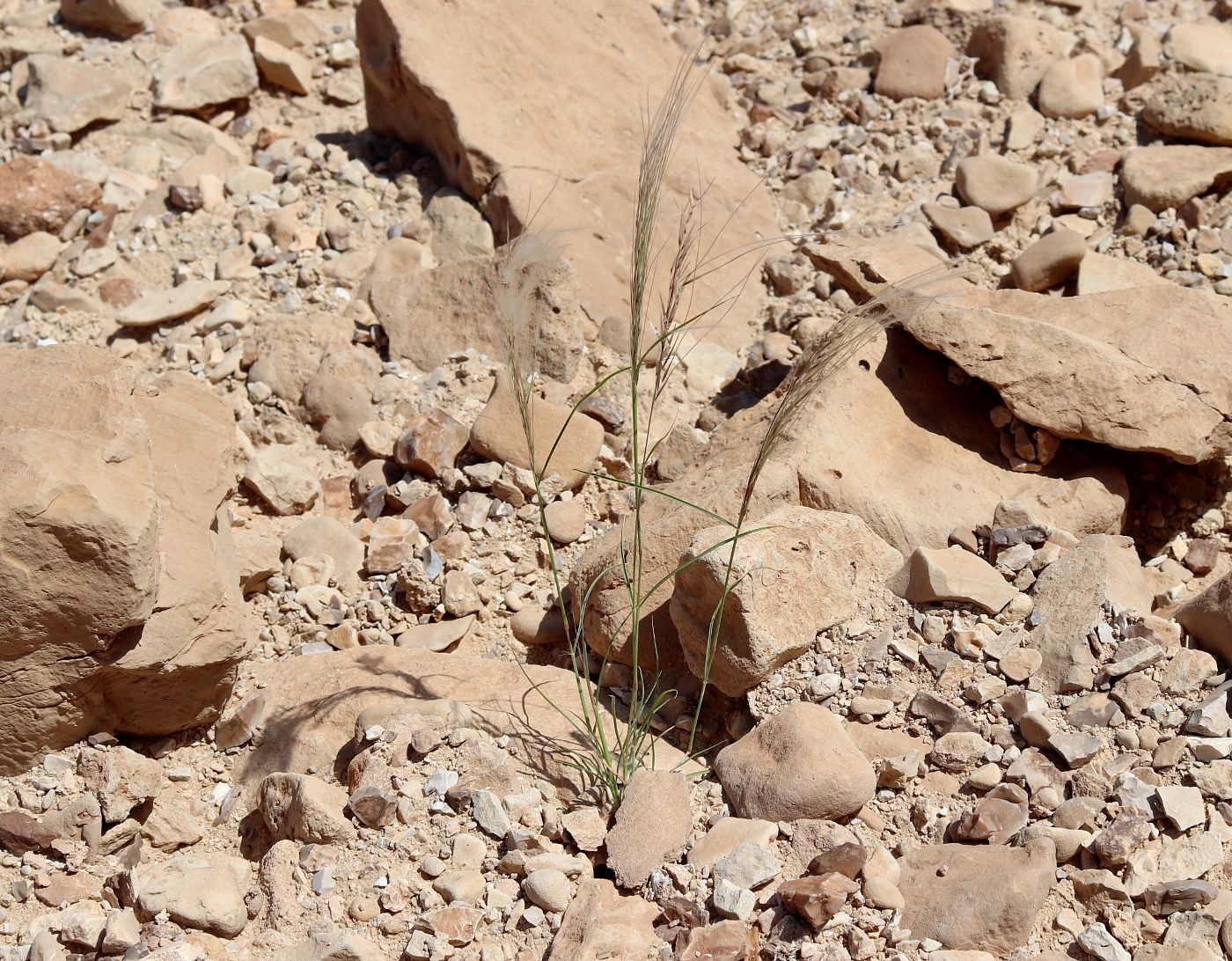 Image of Stipagrostis hirtigluma specimen.