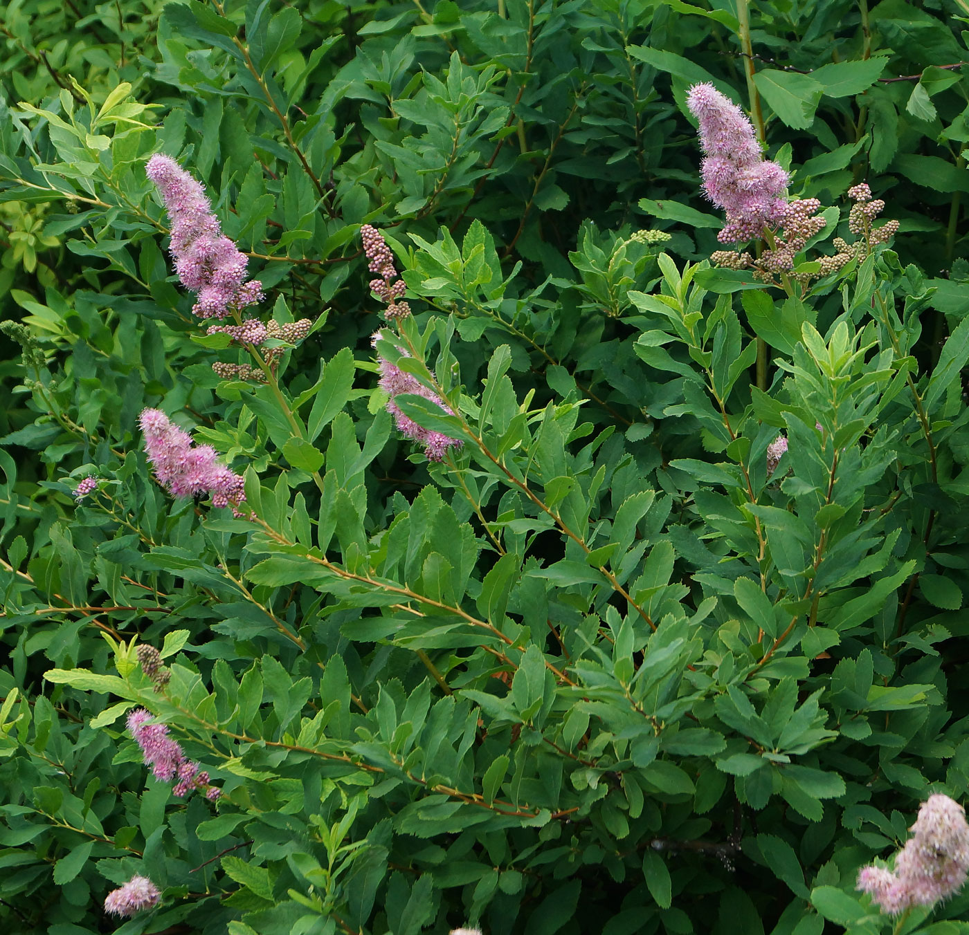 Image of Spiraea &times; billardii specimen.