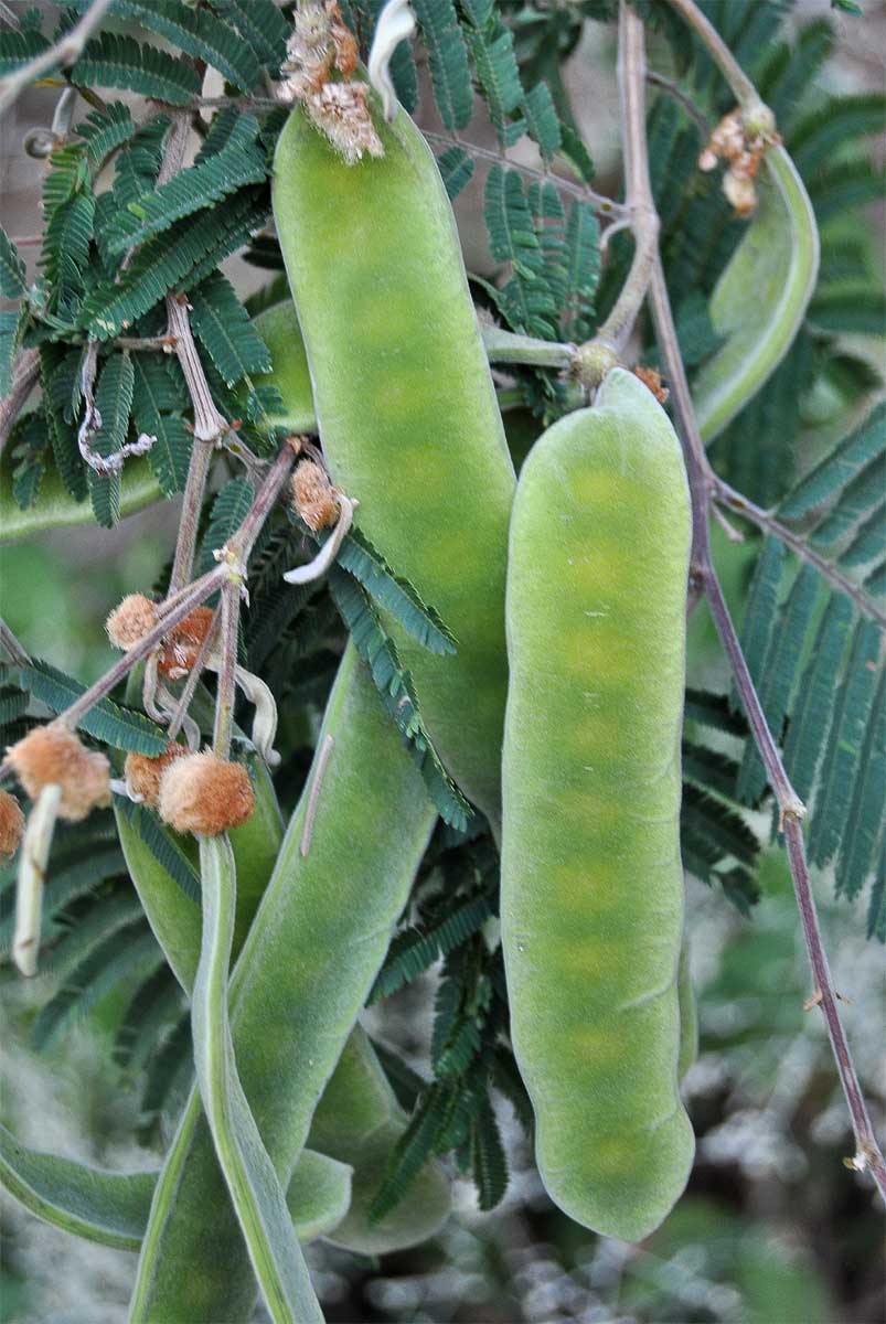 Image of Senegalia berlandieri specimen.