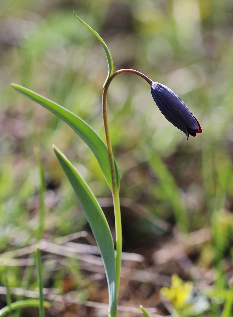 Image of Fritillaria pinardii ssp. hajastanica specimen.