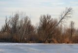 Populus alba